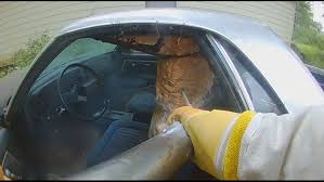 They are large and will only sting when threatened, but they work together to defend their nest against anyone who comes too close. Large European Hornets Nest Removed From Car In Ohio 10tv Com