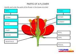 Maybe you would like to learn more about one of these? Female Parts Of Gumamela Flower Parts Of A Flower Label Carpel Female Reproductive Longitudinal Section What Is The Female Part Of Gumamela Sherlynist