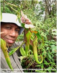 Info Konservasi Papua (Papua Conservation News): December 2008