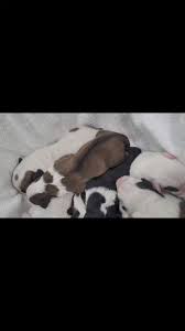 He's definitely gonna be a ladies man like his daddy , #puppylife  #PuppyLove #bigdog #livestockguardiandog #PropertyProtection #bigbreed  #alabaidog #alabai #centralasianshepherddog ...