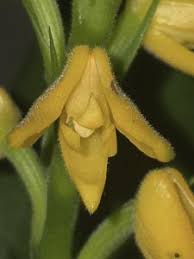 Image result for Polystachya cultriformis