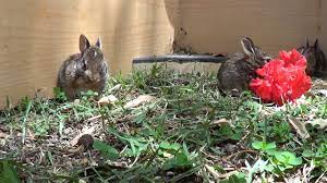Maybe you would like to learn more about one of these? Baby Bunnies Eating Flowers Bunny Eating Baby Bunnies Animal Gifs