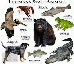 Louisiana State Animals By Roger D Hall Louisiana Black Bear Mammal Catahoula Leopard Dog Dog Brown Pelican Louisiana Art Louisiana State Animals