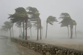 Image result for trees blown by the storm