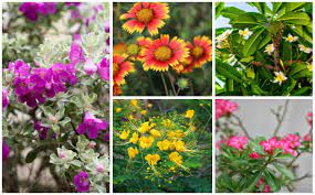 Maybe you would like to learn more about one of these? 15 Florida Drought Tolerant Plants Photos Garden Lovers Club