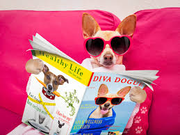 Check spelling or type a new query. Best Things You Can Buy For Your Pet If Money Is No Object Thestreet