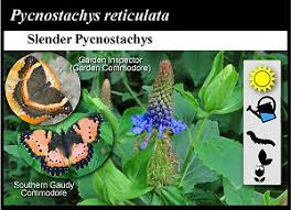 Image result for Pycnostachys reticulata