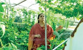 Blog » gardening » how to make your own terrace vegetable garden? Creating The Unexpected A Terrace Kitchen Garden In Kuwait