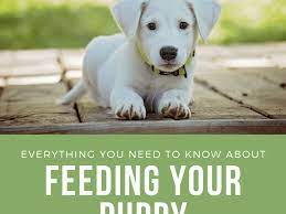Check spelling or type a new query. Everything You Need To Know About Feeding A Puppy Pethelpful