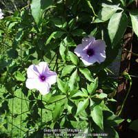 Image result for Ipomoea transvaalensis