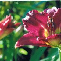 Obituary of Barbara Simpson