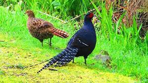 組圖 台幣千元鈔上的 國鳥 帝雉之美 formosa bird animals