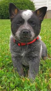 aussie cattle dog