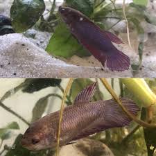 Then keep reading to find out all the common causes, as well as how to when your betta fish is bloated you'll notice that his belly begins to protrude out. Pale Betta Not Interested In Food W Pics Betta Fish Forum 496225