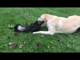 Lab puppies for sale in michigan under 200. Lab Puppies For Sale In Michigan Under 500 07 2021