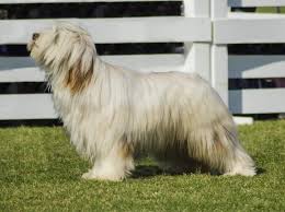 These 20 fast and easy braids for short hair are going to make you want to braid your short hair every day. Understanding Your Beautiful Briard Dog K9 Web