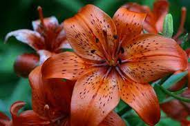 Like many flowers, tiger lilies prefer to grow in a sunny location. Tiger Lily Tiger Lily Flowers Tiger Lily Tiger Lily Tattoos