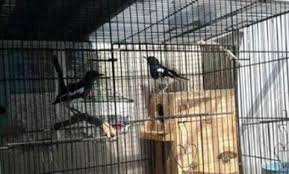 Selain biasanya, kandang ternak lovebird umbaran atau koloni ini memiliki ukuran panjang dari mulai 1,5 meter sampai 4 meter dengan lebar 1.5 meter dan. Panduan Lengkap Ternak Burung Kacer Agar Berhasil Dan Sukses Bagi Pemula Belajar Beternak