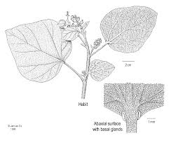 Image result for Chrozophora plicata