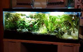 How To Cool Your Tank When Summer Is Heating Up Nualgi Aquarium