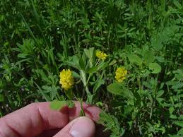 Image result for Trifolium campestre