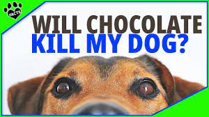 Chocolate is bad for dogs because it has an alkaloid called theobromine, which is toxic to dogs. Will Chocolate Kill My Dog Help Youtube