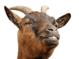 Image result for goats