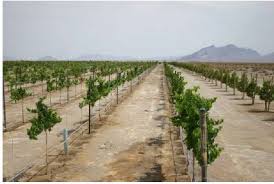 But a lot of the pests damaging our crops are actually native to our regions and already have local natural enemies. Northwestern Nevada Wine Grape Establishment Production Costs And Returns 2008 Extension University Of Nevada Reno