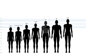 Pictures Chart Of Heights Human Anatomy Library