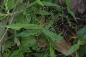 Image result for Panicum repentellum