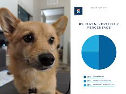 The best way to learn more about them is to look at. We Thought Kylo Was A Corgi Pom Mix But We Did A Dna Test And Found Some Surprise Shiba In There Too Incorgnito