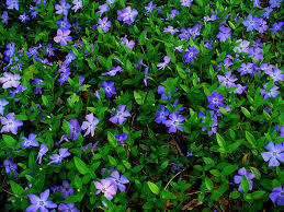 We did not find results for: 6 Low Maintenance Plants For The Front Range 5280