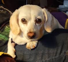 Figgy Pudding's reaction to oral medication