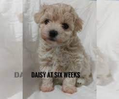 If there was a one size fits all breed, it would be the maltipoo. View Ad Maltipoo Litter Of Puppies For Sale Near Texas Kerrville Usa Adn 179198