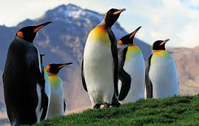 Der königspinguin (aptenodytes patagonicus) ist nach dem kaiserpinguin die größte pinguinart. Die Pinguine Der Antarktis Hurtigruten