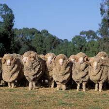 Faces Of Wool Merino Sheep Part Iii Interweave Merino Sheep Sheep Sheep Breeds