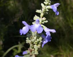 Image result for Baissea viridiflora