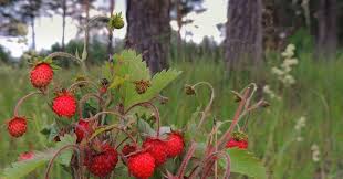 Image result for květopas jahodníkový