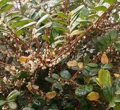 Image result for Pentaphylacaceae