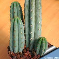 Trichocereus thelegonus is a branchy & creeping cactus that only produces a handful of shoots. Trichocereus Pachanoi Syn Echinocereus Pachanoi