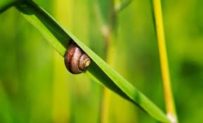 You can learn the house parts here with images easily. Can You Eat Garden Snails Lawnstarter