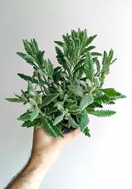 Image result for Lavandula dentata
