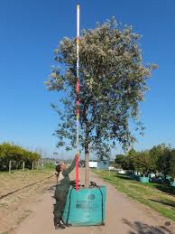 Image result for Tarchonanthus camphoratus