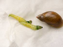 Leucochloridium paradoxum · iNaturalist