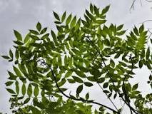 Image result for what treatment for a young mountain ash