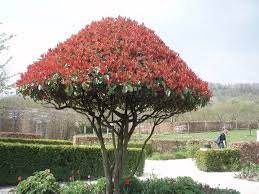 photinia arbre tree nursery plants landscape
