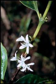 Image result for Coffea schliebenii