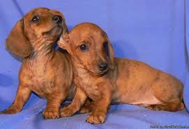 Find a dachshund puppy from reputable breeders near you and nationwide. Mini Dachshund Puppies Price 225 For Sale In Tempe Arizona Best Pets Online