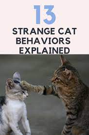 13 Strange Cat Behaviors Explained Cat Behavior Cat Behavior Facts Cat Behavior Problems