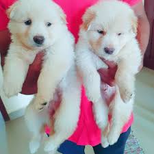 Belgian malinois and german shepherd mix. White German Shepherd Puppies Available For Sale In Chennai